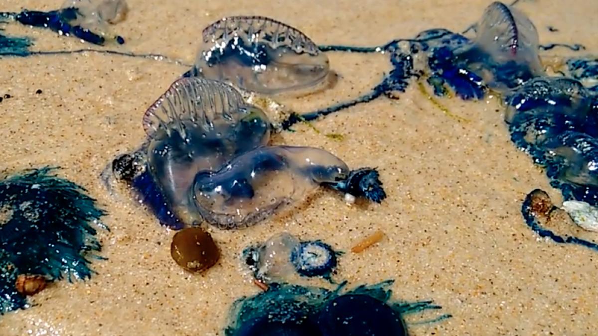 invazie de meduze veninoase in australia