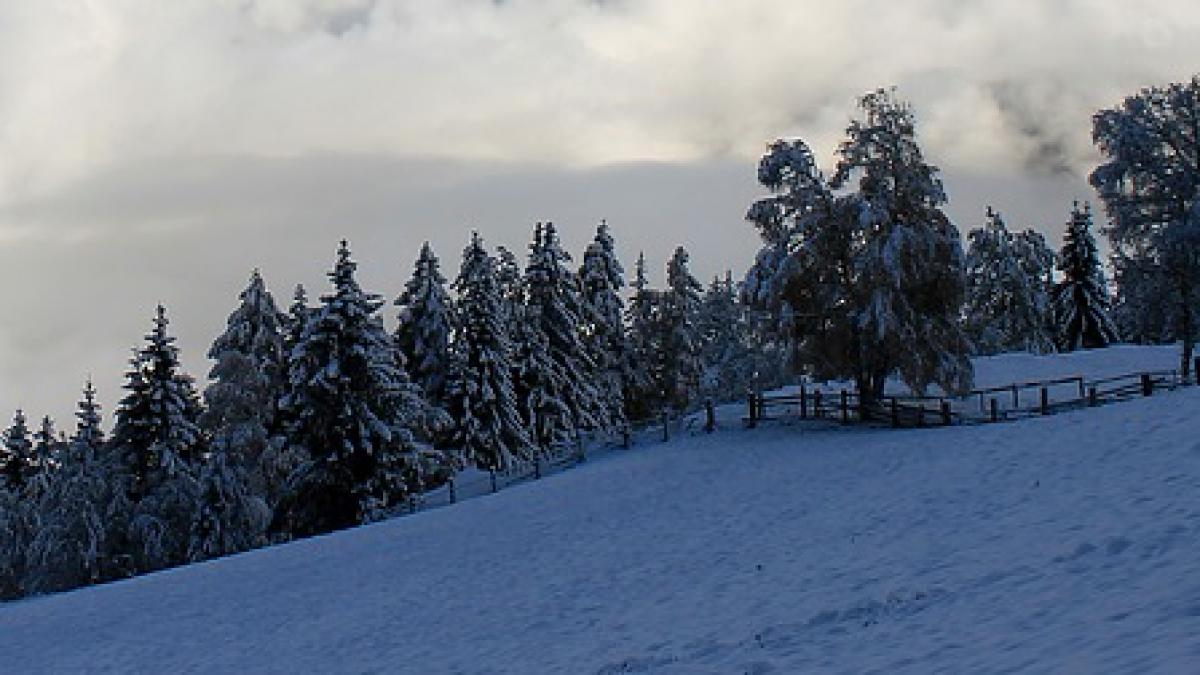 atentie turisti pe traseele montane exista riscul prabusirii copacilor incarcati cu zapada