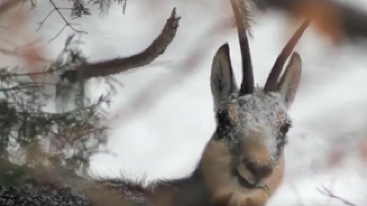 imagini rare cu caprele negre din parcul national piatra craiului video