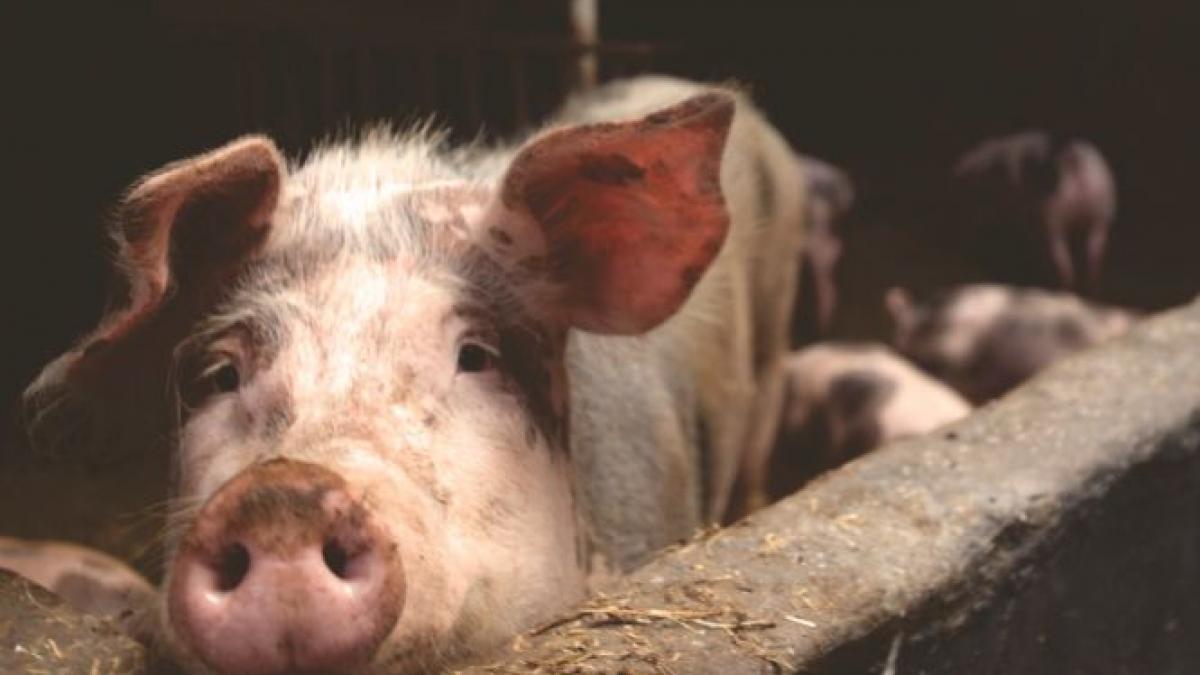 pesta porcina africana se extinde 19 judete sunt afectate au fost despagubiti 8 535 de proprietari