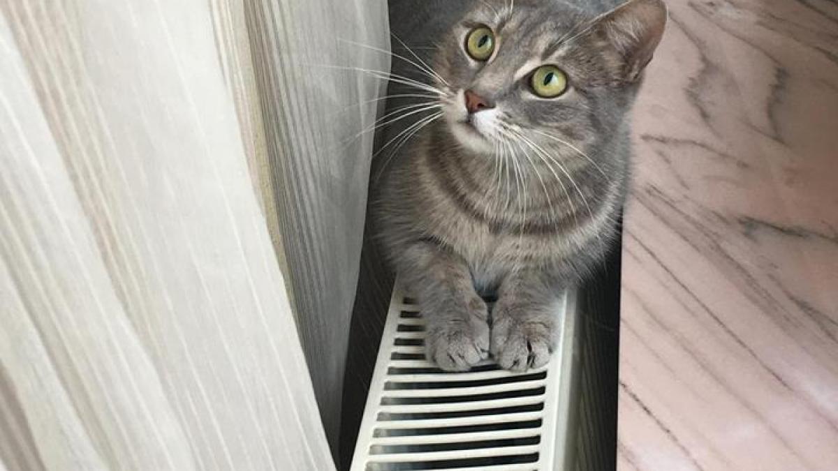 un barbat din bucuresti a zarit o pisica in scara blocului ce a putut sa faca a socat pe toata