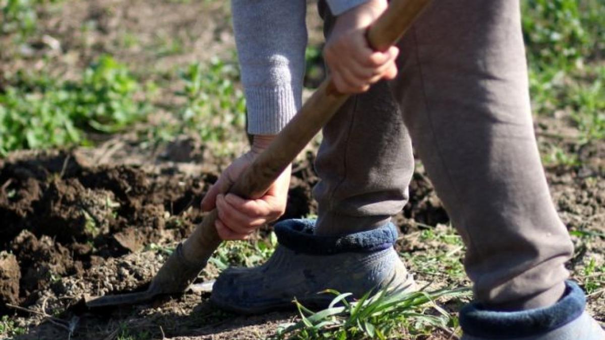 un amic i a cerut voie sa si ingroape pisica in curtea lui barbatul a avut o surpriza cand