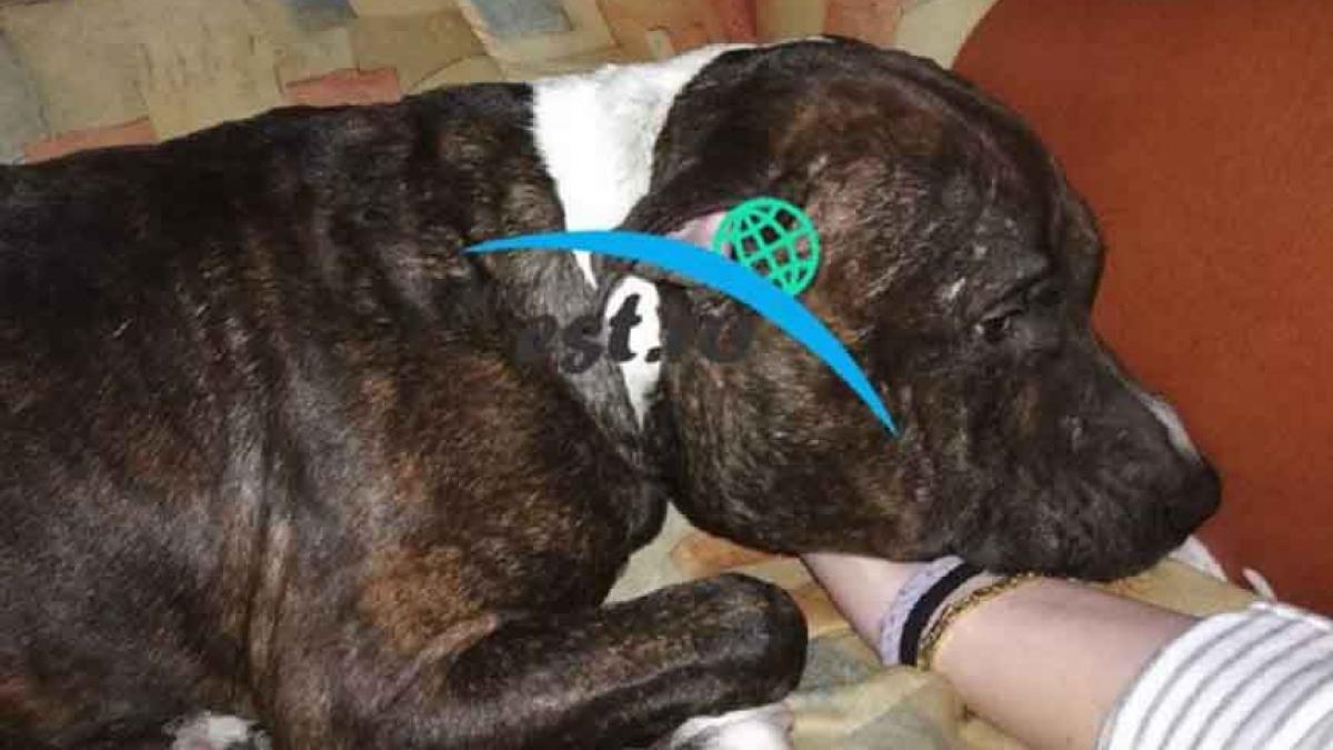 barbatul care isi dadea masina in schimbul cainelui pierdut a trait un soc imens azi cum a gasit