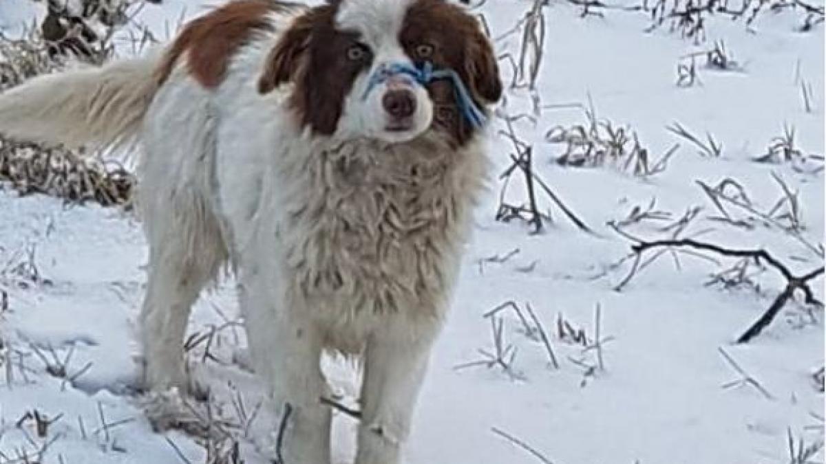 imagini socante surprinse pe un camp din tulcea caine legat la bot si de picioare cu sfoara de rafie