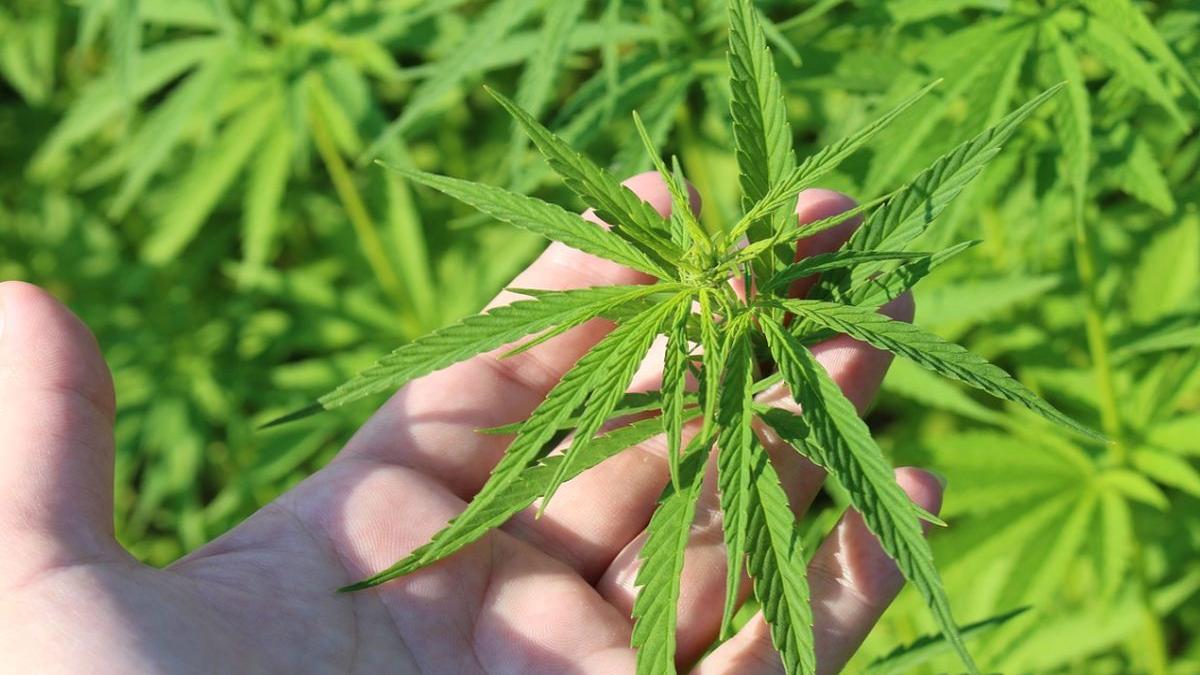 cultura de canabis intr un apartament din constanta cate plante avea proprietarul