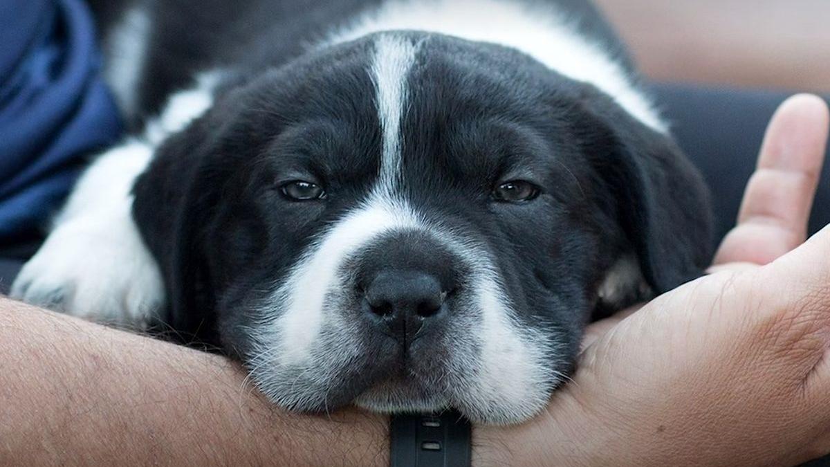 stapanii lui l au abandonat pentru ca avea corpul disproportionat dar angajatii adapostului si au