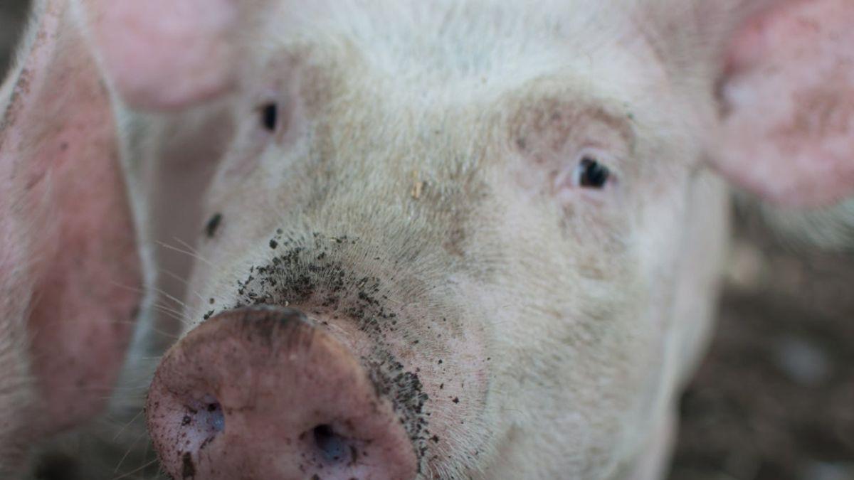 noi focare de pesta porcina africana in romania