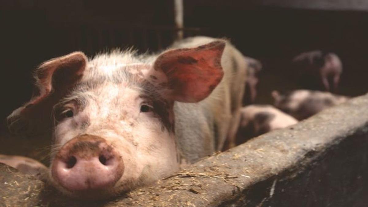 suspiciuni de pesta porcina in judetul botosani