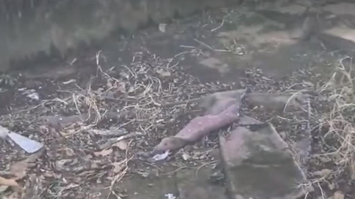 auzea zgomote ciudate din gradina de sub o constructie abandonata asa ca a decis sa vada despre ce