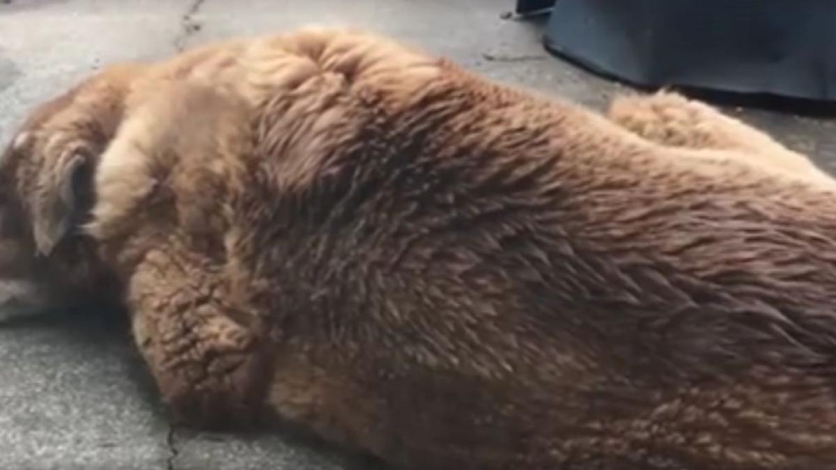 de cateva ori pe saptamana pasarea venea si se aseza pe catelul adormit si incepea sa se comporte