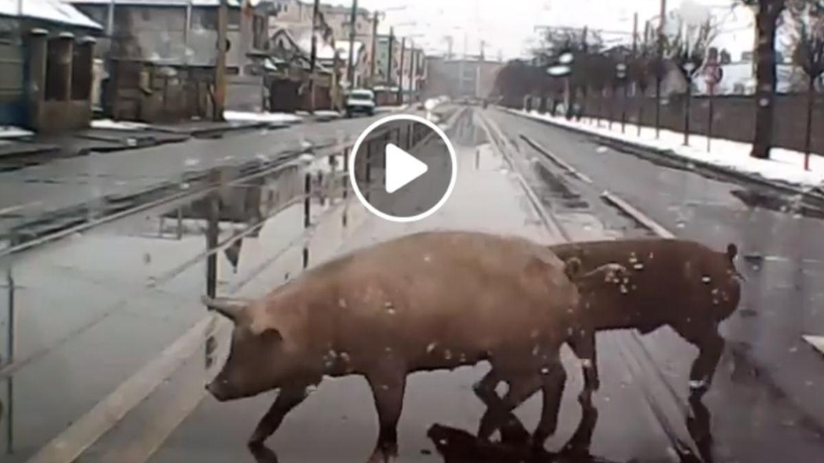 imagini incredibile din romania doi porci au fost filmati in timp ce traverseaza o strada intens