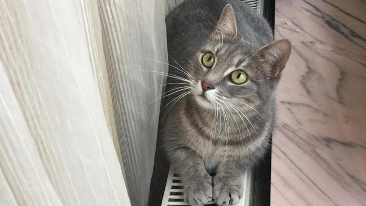 a paralizat fiindca a mangaiat o pisica cum a fost posibil asa ceva