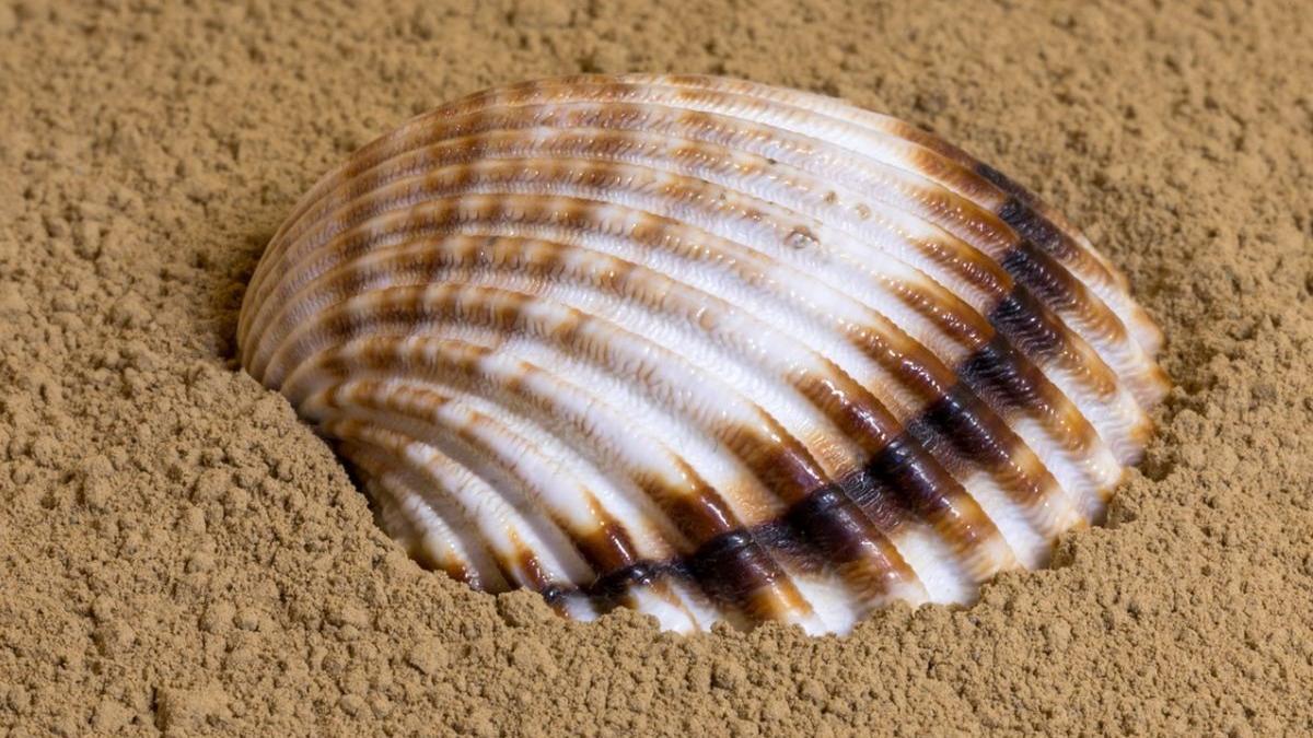 cea mai mare plaja artificiala din romania va fi construita in capitala locul in care va fi