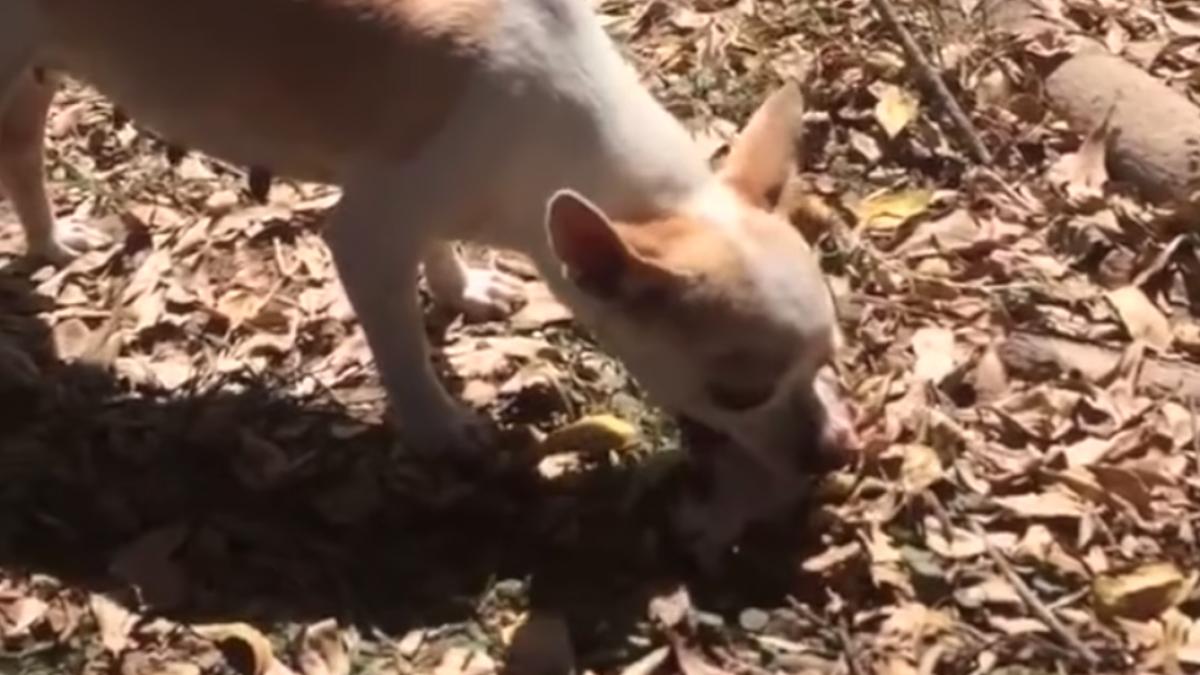 a vazut o catelusa ca scormonea ceva in iarba si s a apropiat cand si a dat seama ce se intampla a