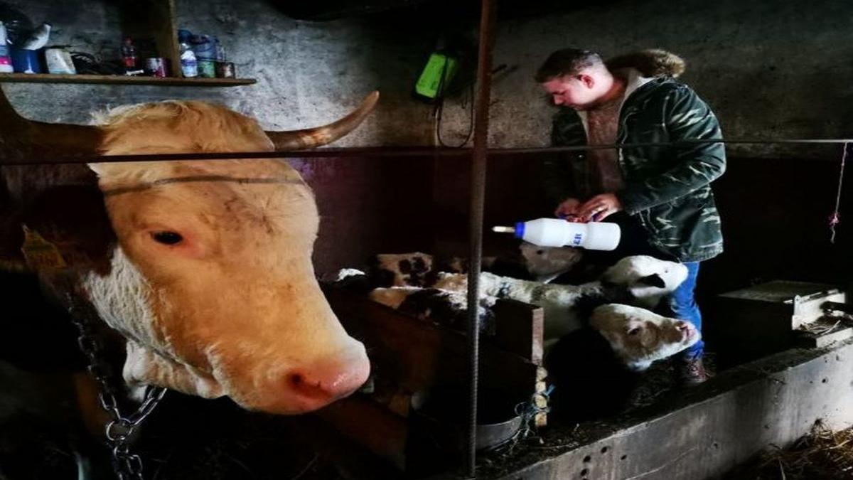 adrian avea o vaca in curte intr o dimineata a observat ceva ciudat la animal cand a intrat in