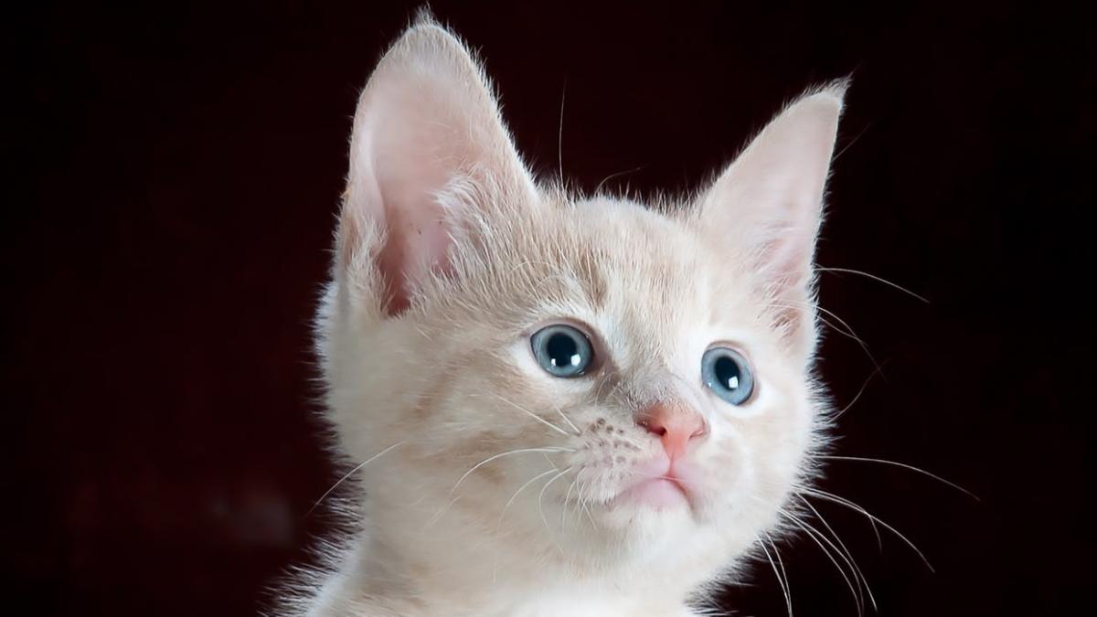 caz revoltator un pisoi a fost abuzat de stapani si lasat fara vedere