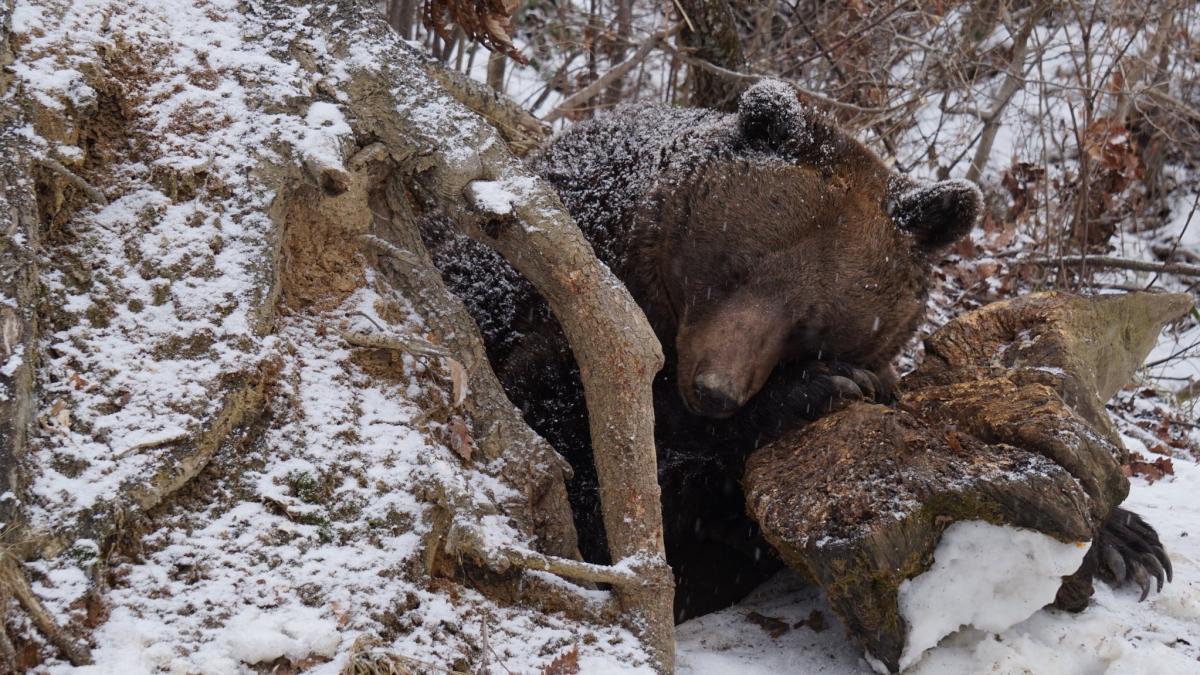 se plimba printr o padure din brasov cand a vazut un urs iesind dintr un barlog cand a realizat ce
