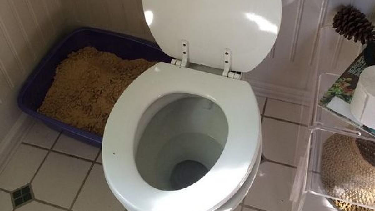 femeia era in vizita la o prietena cand a avut nevoie la toaleta dupa un minut un tipat puternic s