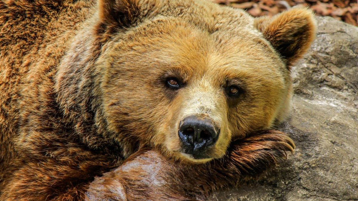 a stat doua zile afara in frig si a supravietuit ca prin minune copilul de trei ani a fost protejat