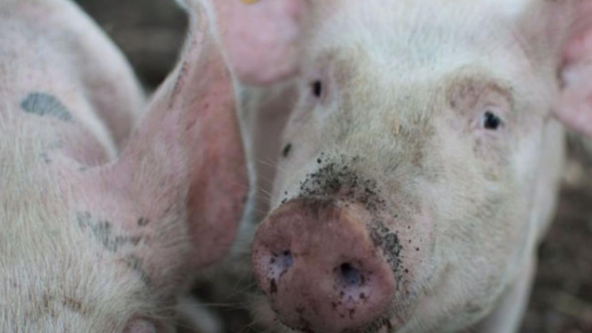 virusul pestei porcine africane pare de neoprit a fost confirmat la porcii din gospodarii din timis