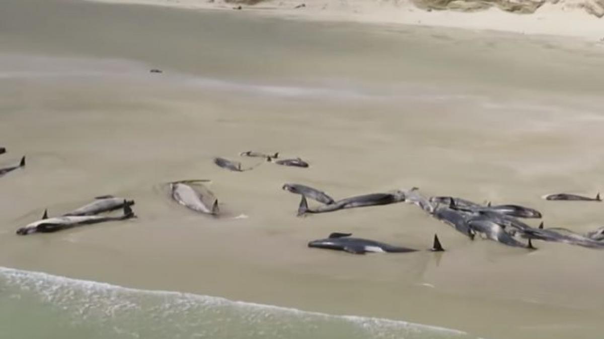 descoperire socanta in germania au fost gasite moarte pe plaja corpul lor era plin de plastic si