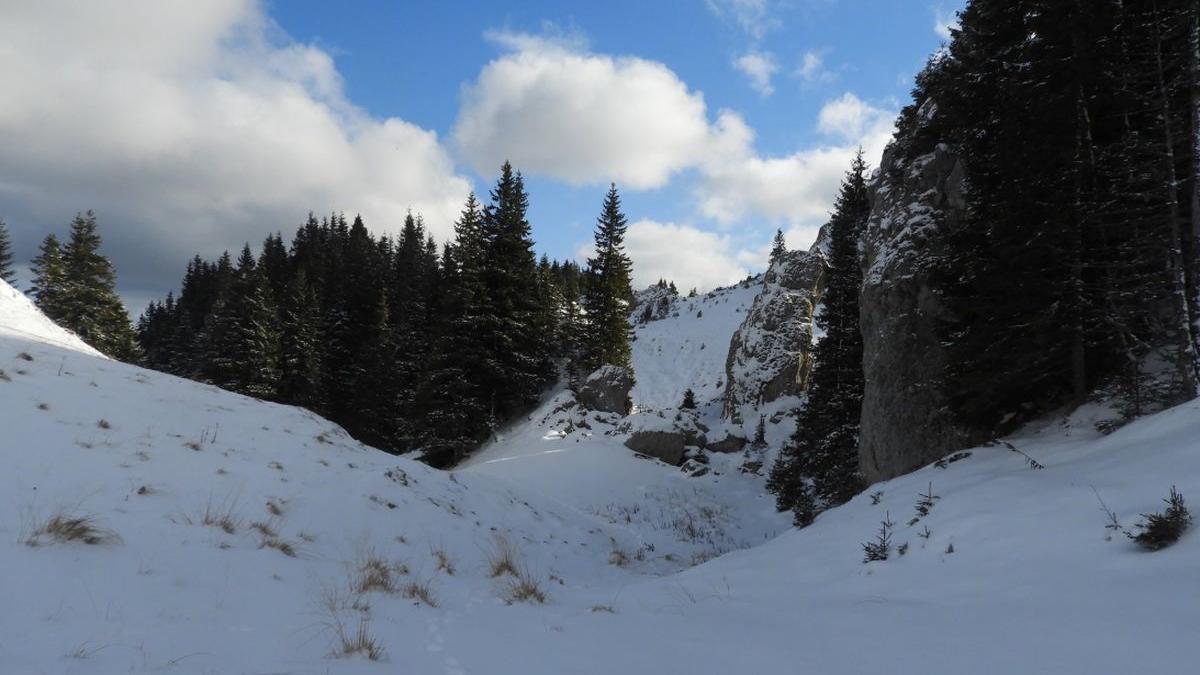 o aparitie mai putin obisnuita la poalele muntilor bucegi