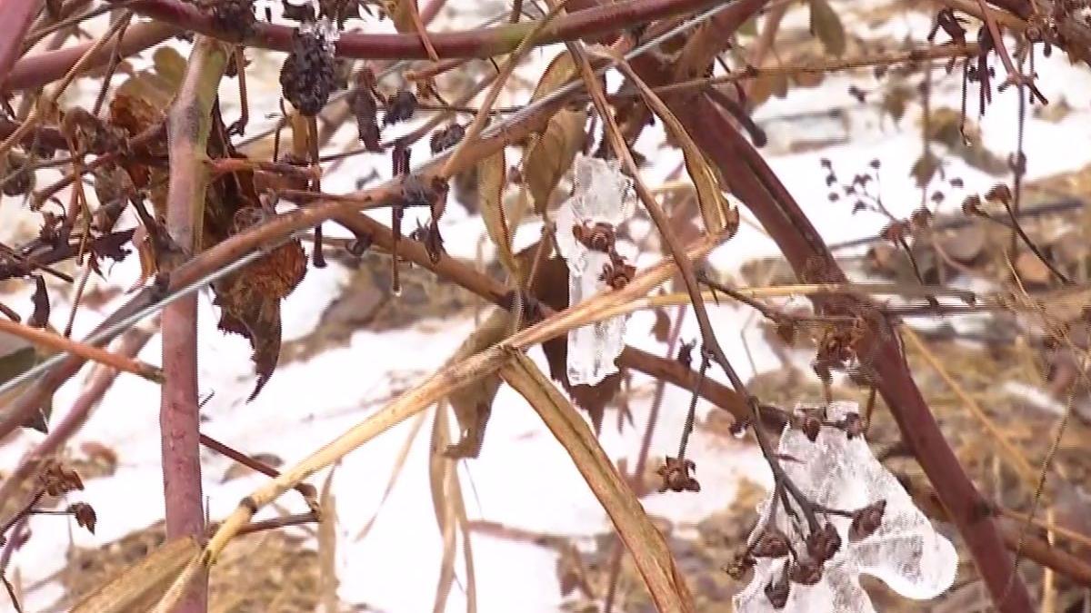 agricool fermierii loviti de ploaia inghetata pierderi de aproximativ 15