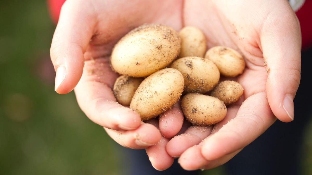 descoperire total neasteptata facuta intr un lot de cartofi de import pentru chips uri