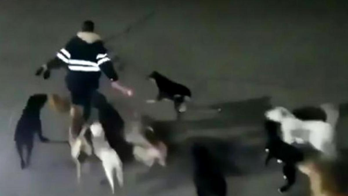 tanara de 34 de ani atacata si ucisa de o haita de caini imaginile sunt cumplite video