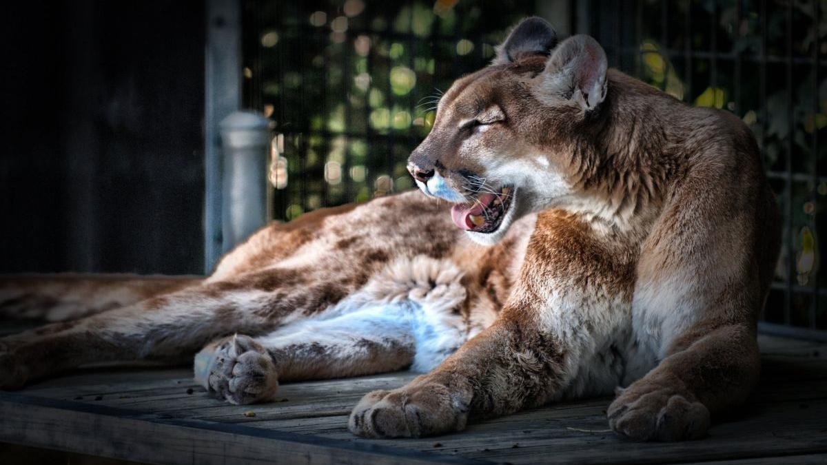 alerga pe un drum de munte din colorado cand la un moment dat a auzit un zgomot la scurt timp a