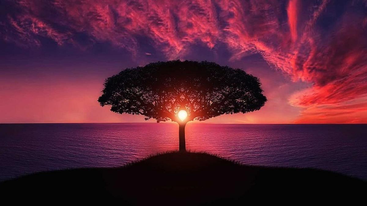 arborele genealogic cum poti sa ti gasesti stramosii de la brancoveanu incoace