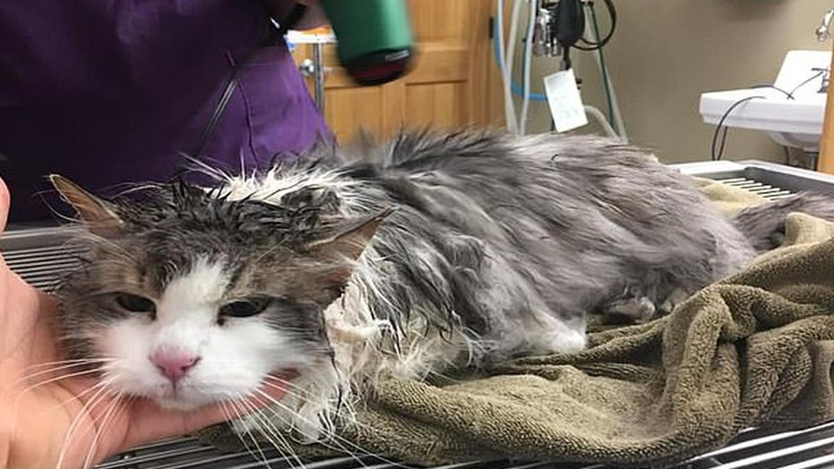 o pisica a fost gasita sub un munte de gheata veterinarii au ramas fara cuvinte cand au vazut o