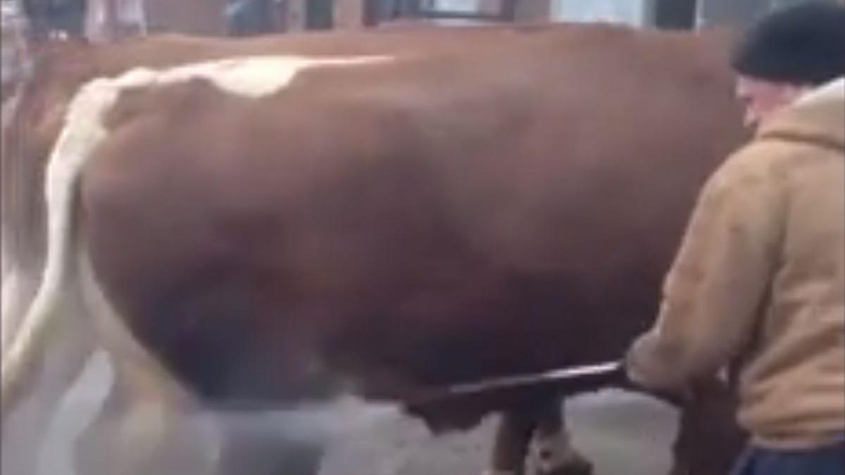 un barbat din bacau si a dus vacile la o spalatorie auto video