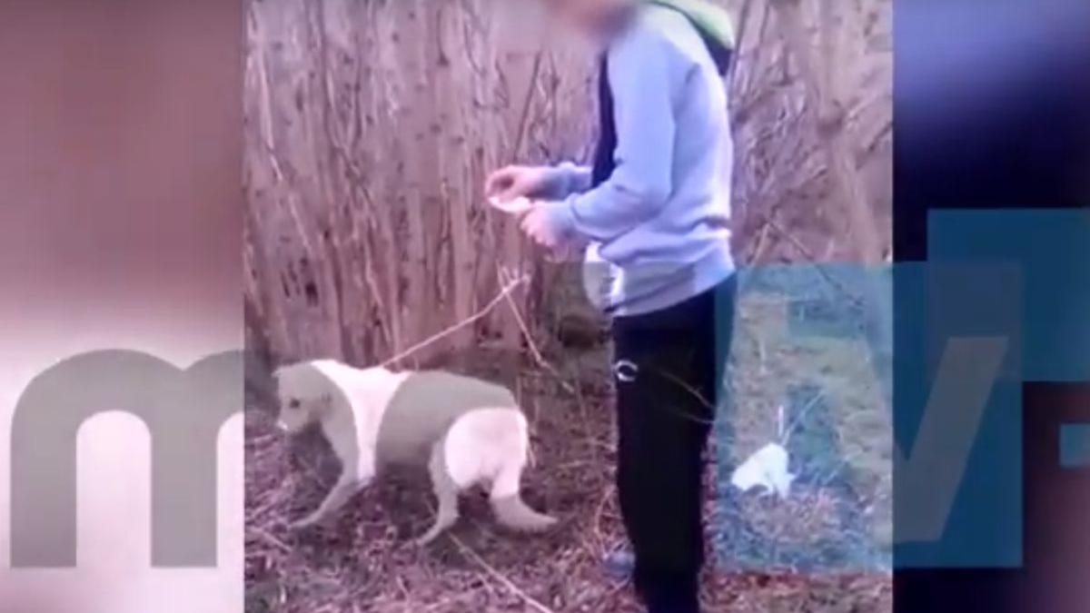 cruzime dusa la extrem un tanar din dambovita a incendiat un caine in timp ce prietenul sau filma