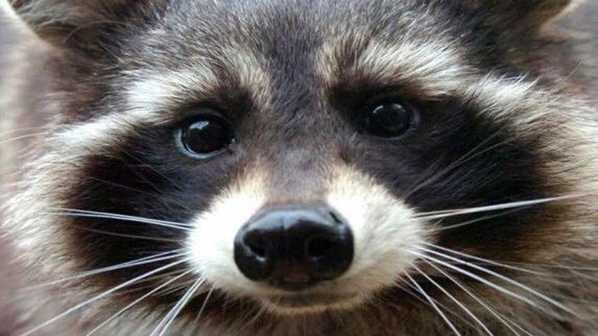 ratonul care a inspirat personajul rocket din gardienii galaxiei a murit la varsta de 10 ani