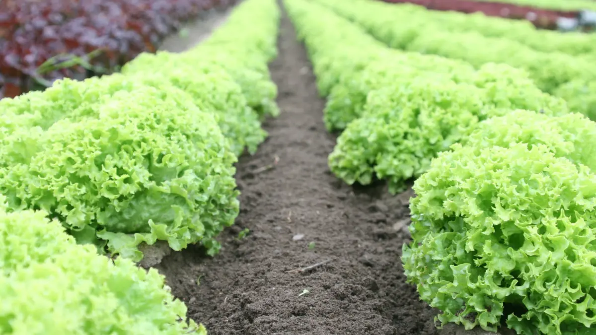 agricool soi sau hibrid avantaje si dezavantaje