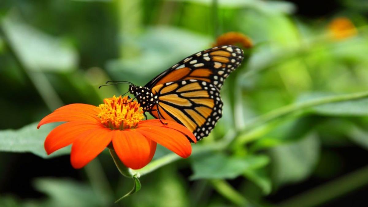 fenomenul care ar putea duce la disparitia insectelor de pe pamant