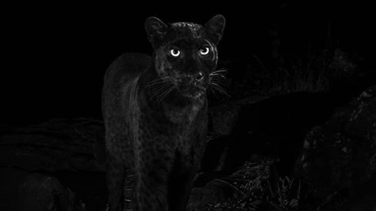 un animal extrem de rar fotografiat pentru prima data in 100 de ani