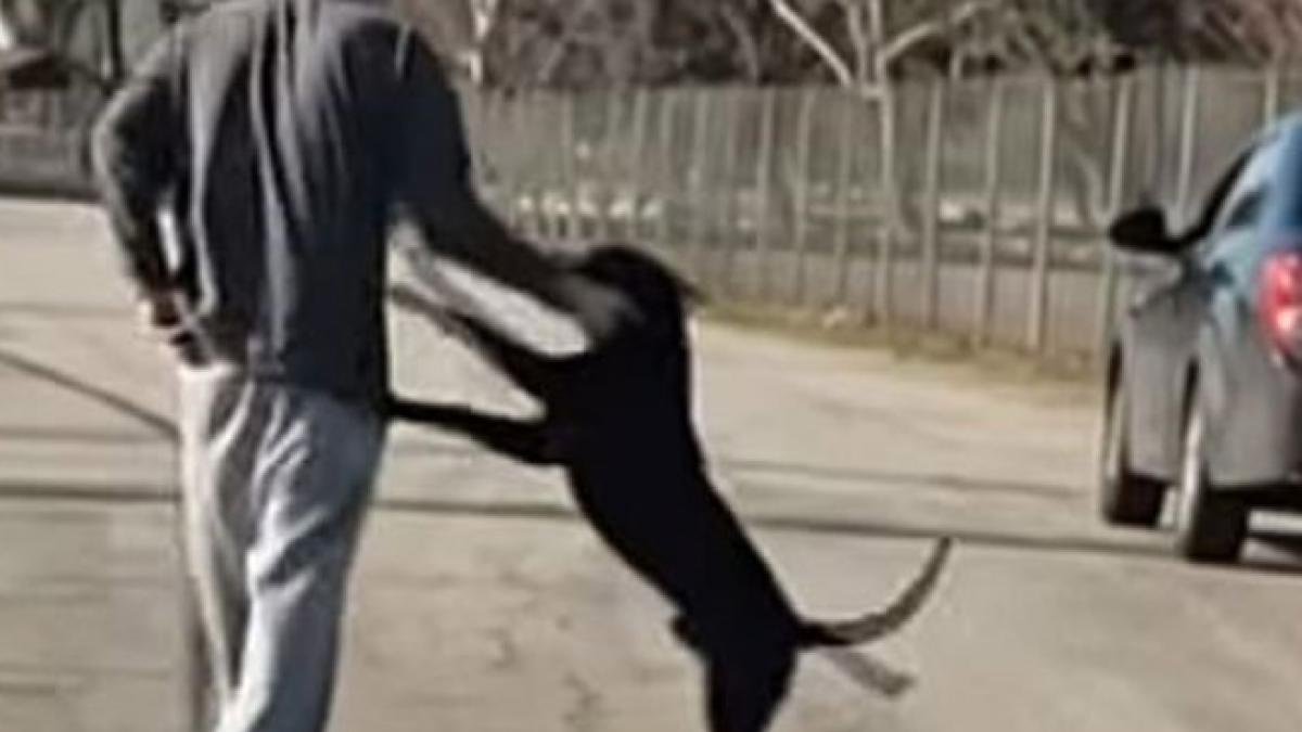 se afla intr o masina cand a vazut un barbat impreuna cu un caine cand a inteles ce urmeaza sa se