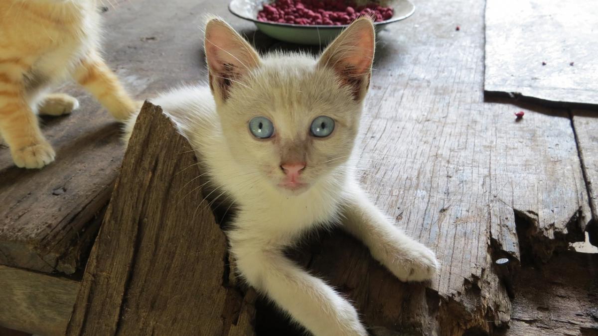 vecinii unor locatari din oradea au sunat autoritatile din cauza mirosului urat care venea de la