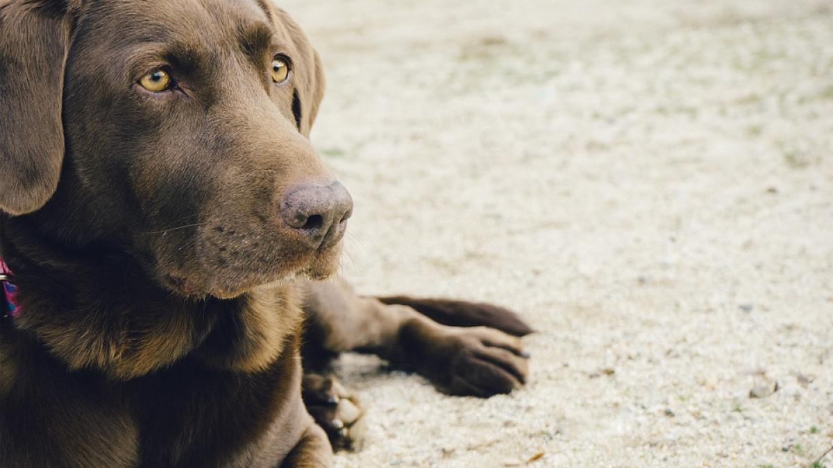 cainele lor a desfacut pachetul primit de vecini si a adus jucaria acasa stapanii au incremenit