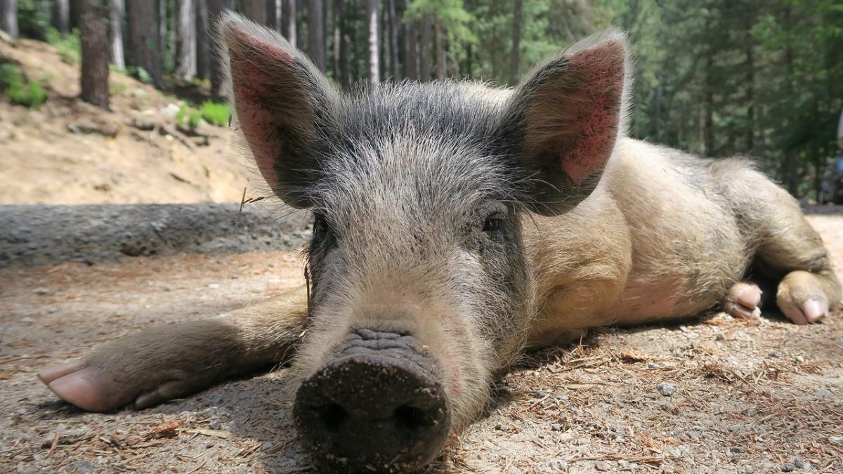 cum s a razbunat un porc mistret pe un vasluian blestemul care il urmareste si azi