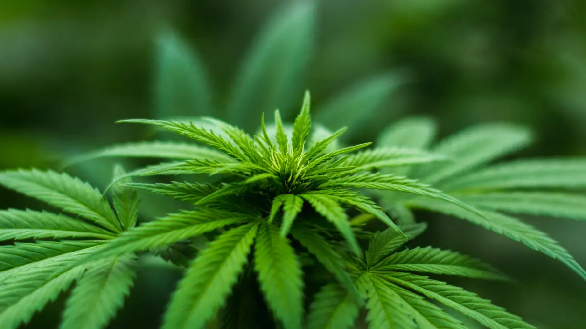 o noua tara a legalizat canabisul