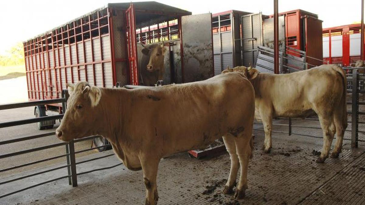 rezolutie in parlamentul european pentru bunastarea animalelor