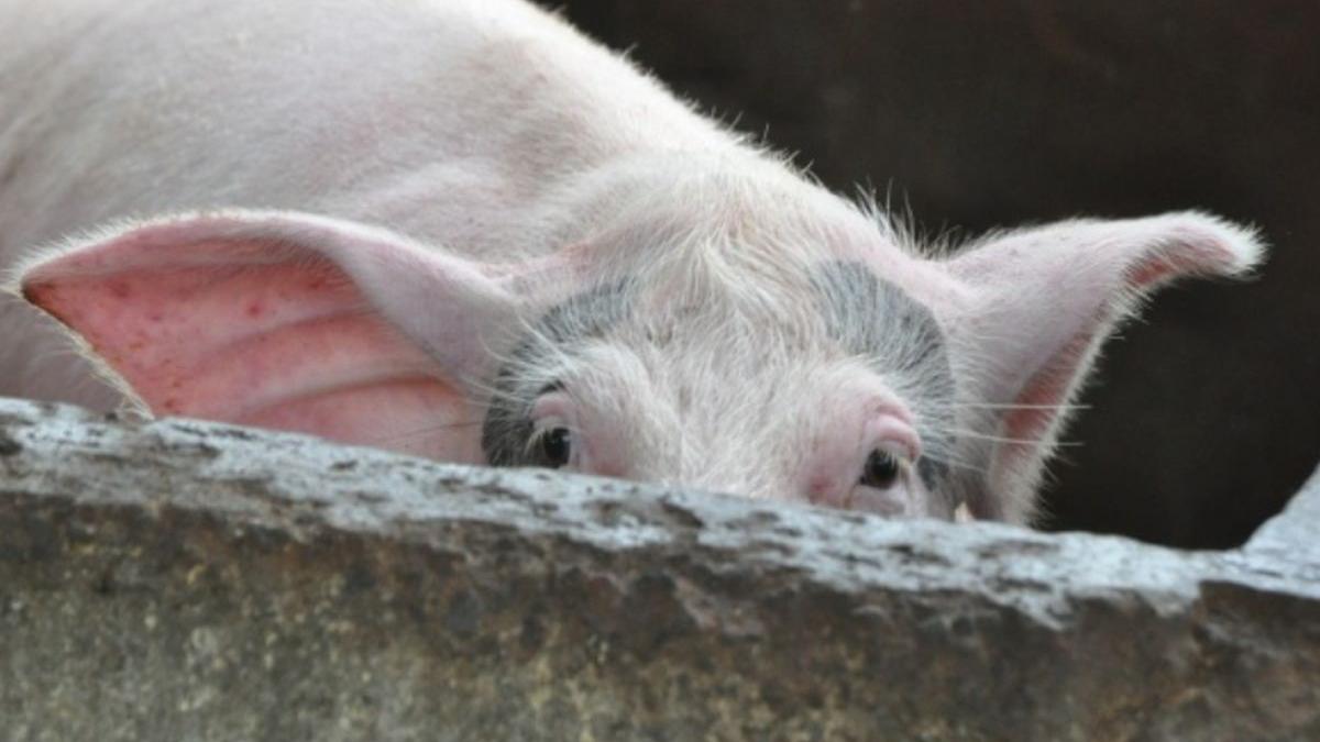 carne posibil provenita din ungaria dintr o zona de risc cu pesta porcina gasita intr un depozit