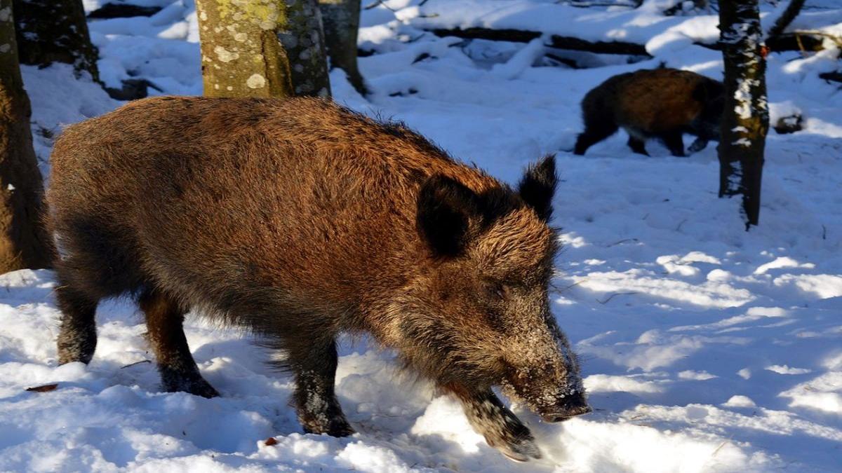 pesta porcina africana face ravagii in continuare anuntul facut de autoritati