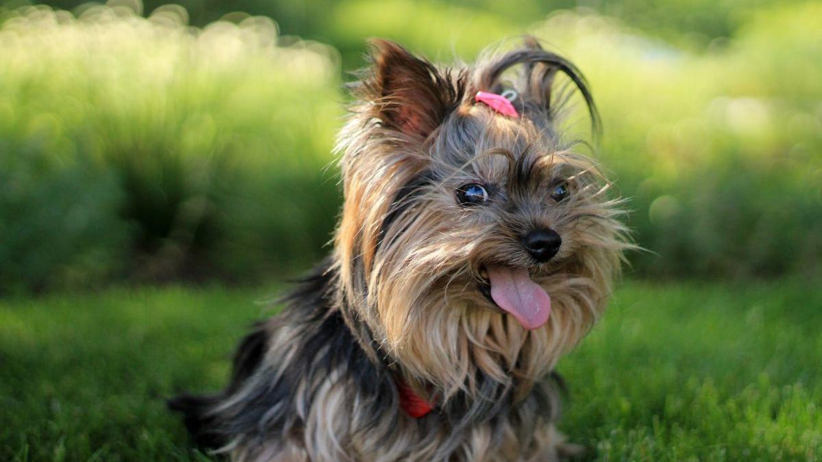 isi pregatea de mancare cand a vazut o pasare uriasa indreptandu se spre catelul ei cum si a salvat