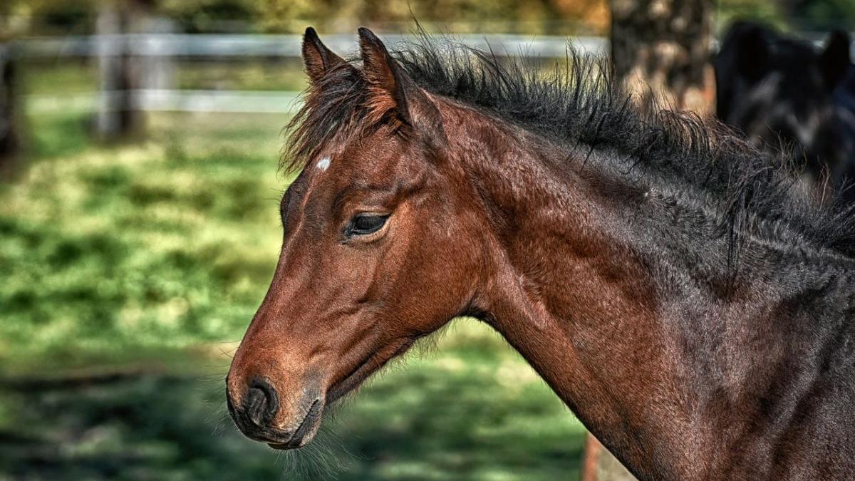 tragedie in buzau o femeie a fost ucisa de calul din gospodarie