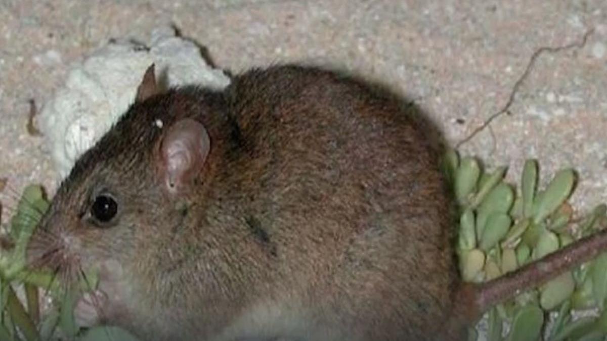 primul mamifer disparut din cauza schimbarilor climatice provocate de om