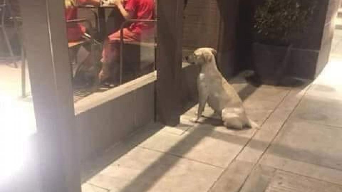 oamenii se aflau in restaurant si mancau de afara pe geam erau insa priviti cu duiosie si pofta